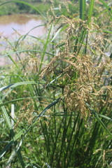 Cyperus fastigiatus