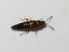 Oxypoda acuminata