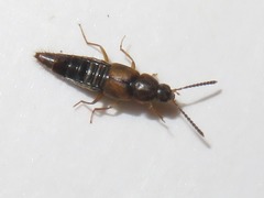 Oxypoda acuminata