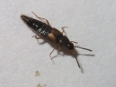 Oxypoda acuminata