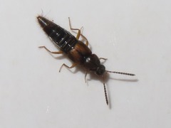 Oxypoda acuminata