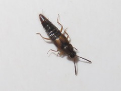 Oxypoda acuminata