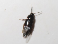 Tachinus rufipes