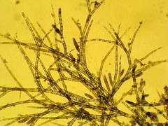 Feldmannia mitchelliae