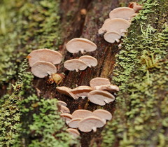 Panellus luxfilamentus