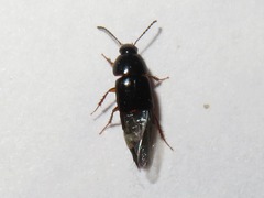 Tachinus rufipes