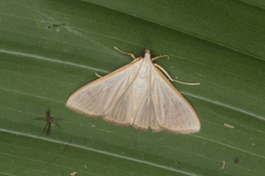 Diaphania glauculalis
