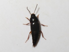 Tachinus rufipes