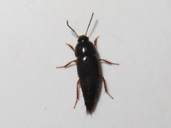 Tachinus rufipes