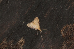 Triuncidia eupalusalis