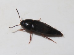 Tachinus rufipes