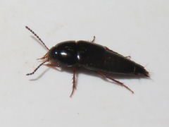 Tachinus rufipes