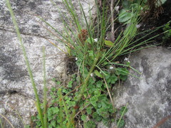 Lobelia ardisiandroides
