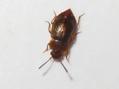 Anthobium unicolor
