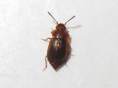 Anthobium unicolor