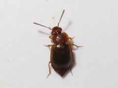 Anthobium unicolor