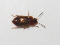 Anthobium unicolor