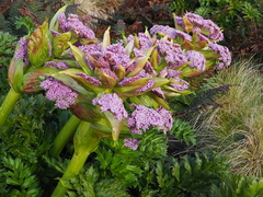 Anisotome latifolia