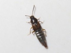 Oxypoda acuminata