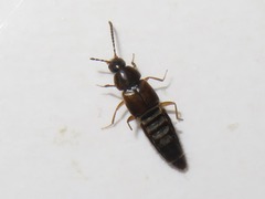 Oxypoda acuminata