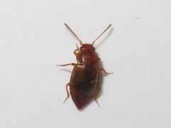 Anthobium unicolor