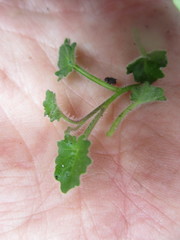 Lobelia ardisiandroides