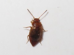Anthobium unicolor