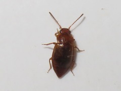Anthobium unicolor