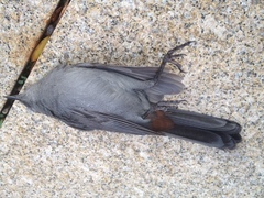 Dumetella carolinensis