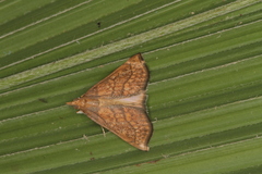 Chilozela trapeziana
