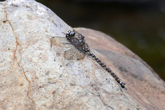Austroaeschna tasmanica