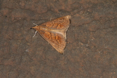 Chilozela trapeziana