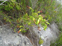 Erica viridiflora viridiflora