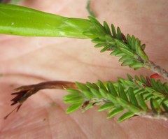 Erica viridiflora viridiflora