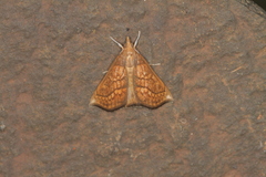Chilozela trapeziana