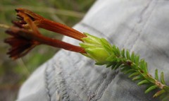 Erica viridiflora viridiflora