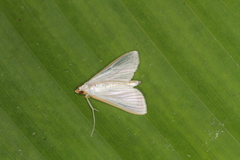 Diaphania glauculalis