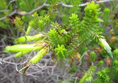 Erica viridiflora viridiflora