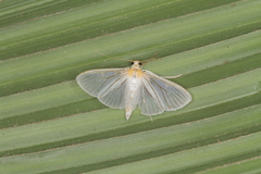 Syllepte striginervalis