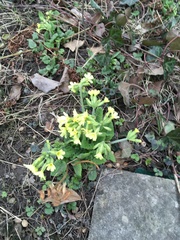 Primula elatior