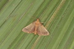 Hypsopygia amoenalis