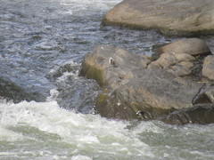 Cinclus leucocephalus