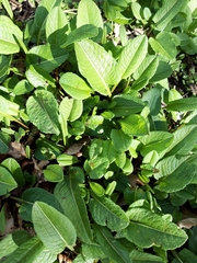 Bistorta officinalis