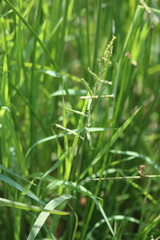 Urochloa dictyoneura