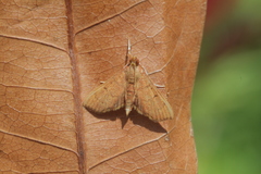 Psara obscuralis