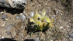 Iris caucasica