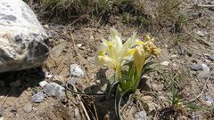 Iris caucasica