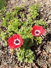 Anemone coronaria