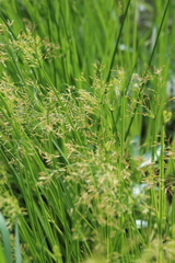 Cyperus leptocladus