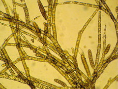 Feldmannia mitchelliae